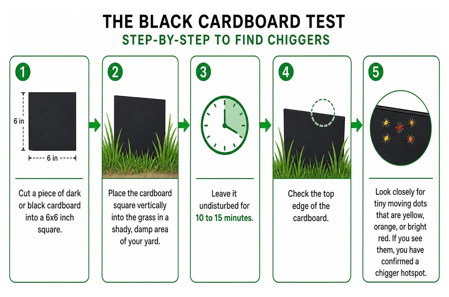 Step-by-step process of performing the black cardboard test to find chiggers Step-by-step process of performing the black cardboard test to find chiggers