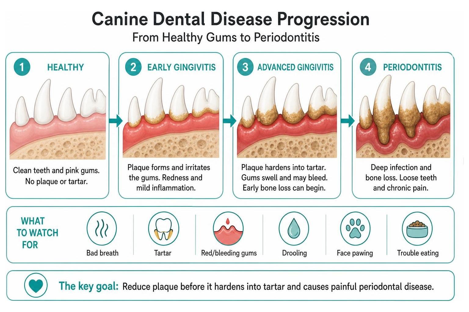 Canine dental disease progression from healthy gums to periodontitis