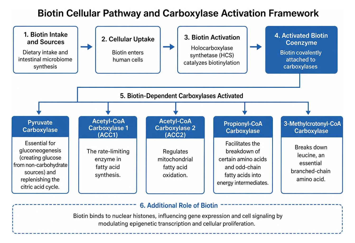Biotin cellular pathway and carboxylase activation framework Biotin cellular pathway and carboxylase activation framework