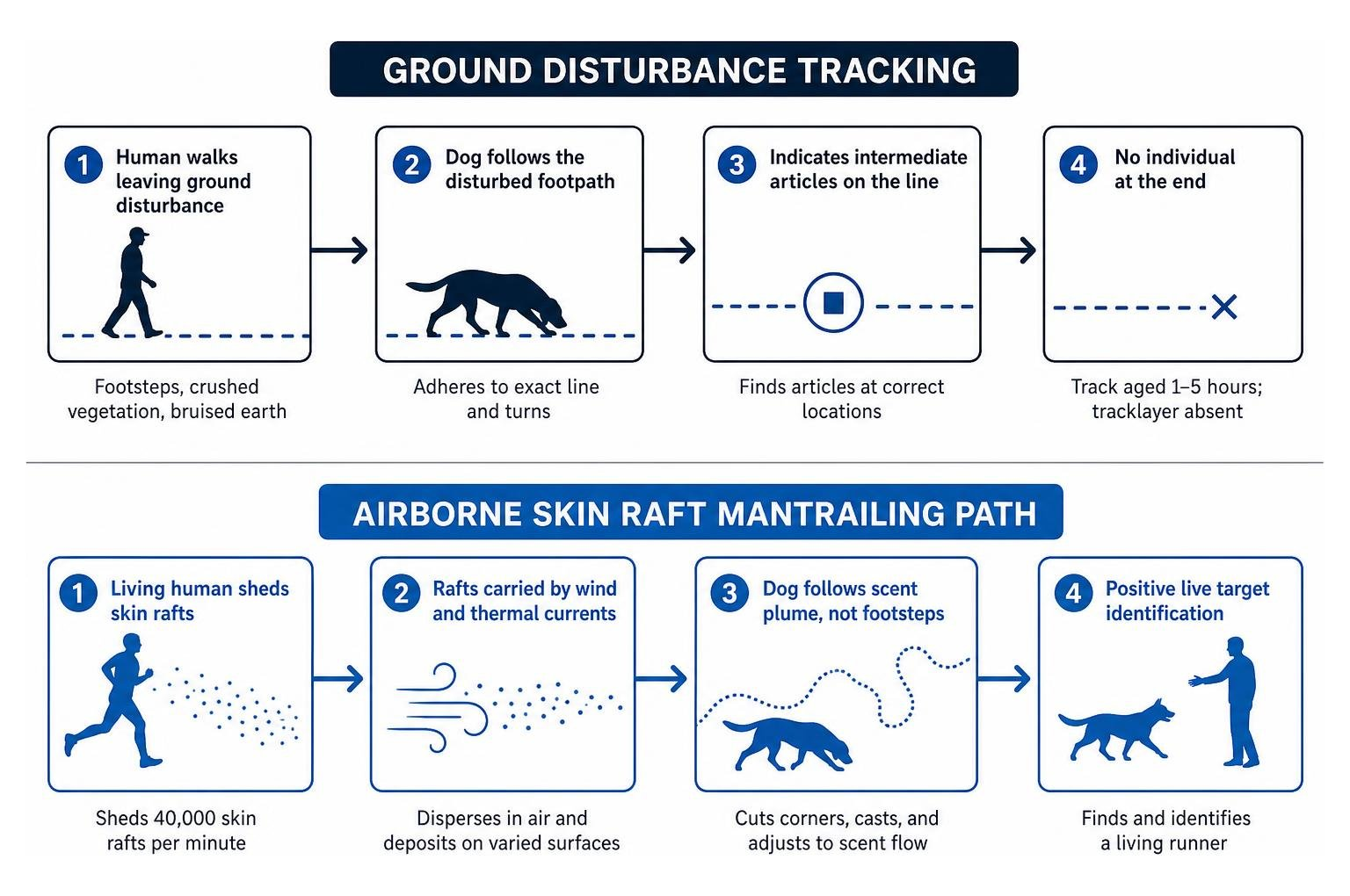 Comparison of ground disturbance tracking vs airborne skin raft mantrailing path Comparison of ground disturbance tracking vs airborne skin raft mantrailing path