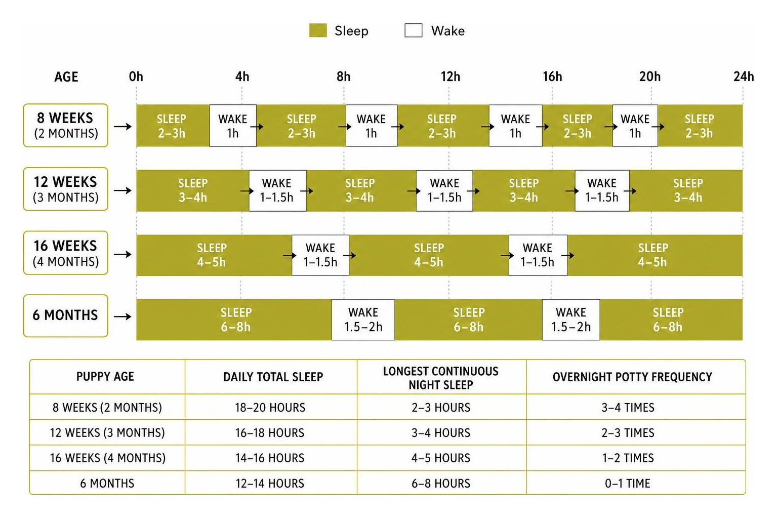 Puppy sleep hours vs wake periods timeline Puppy sleep hours vs wake periods timeline