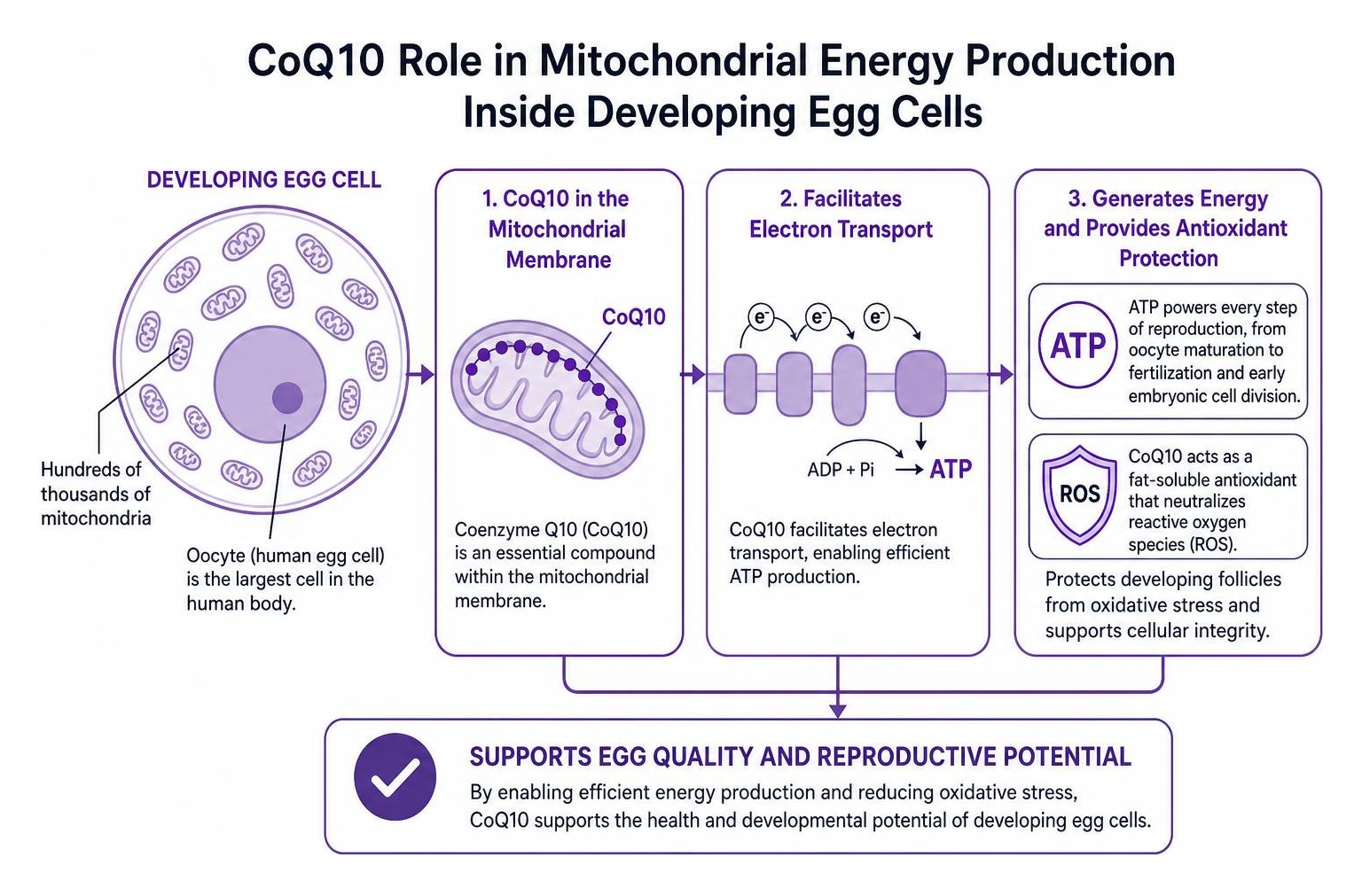 CoQ10 role in mitochondrial energy production inside developing egg cells