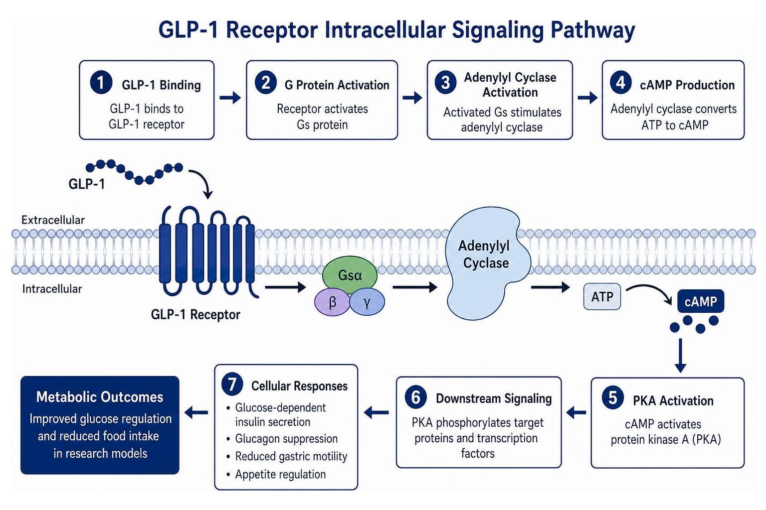 GLP-1 receptor intracellular signaling pathway GLP-1 receptor intracellular signaling pathway