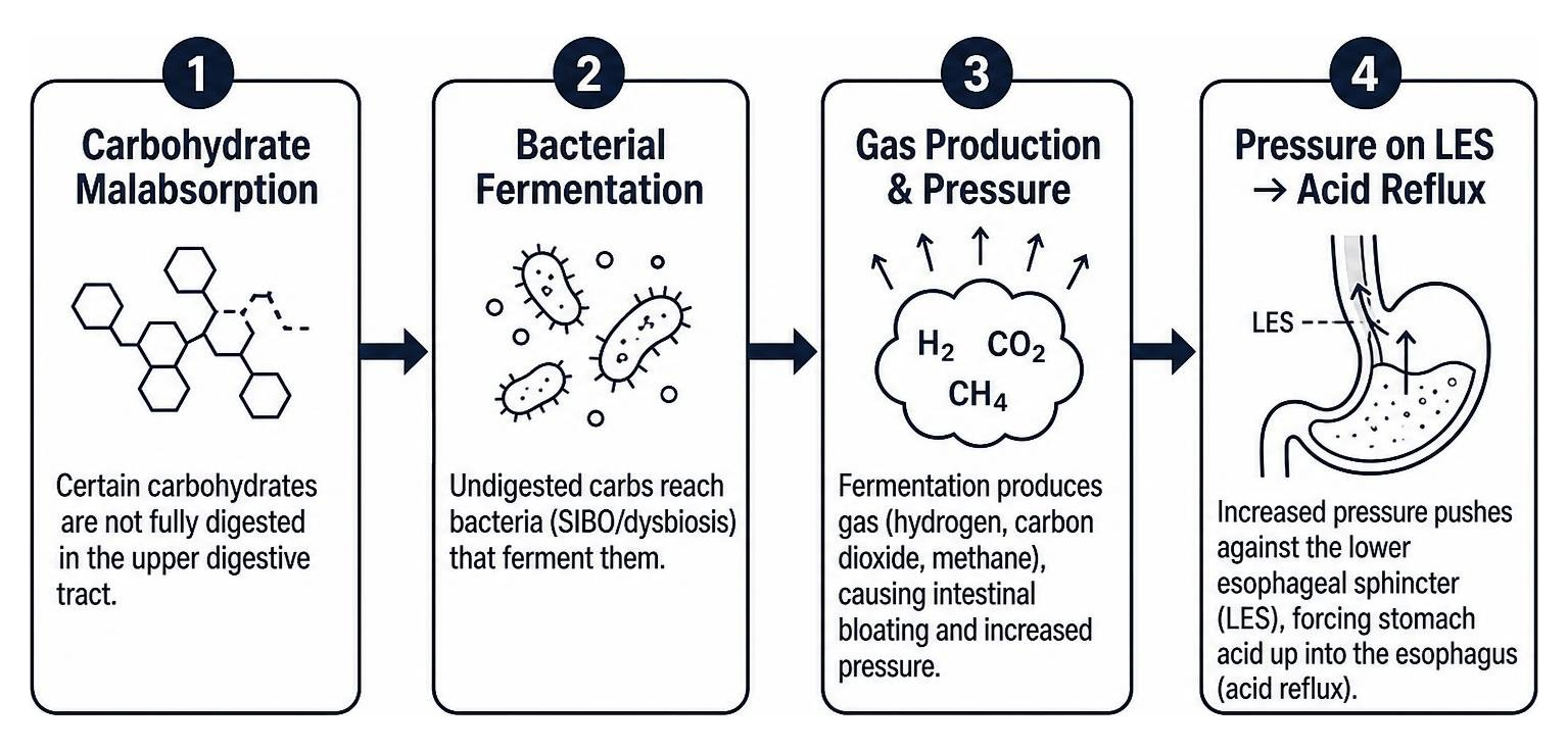Diagram of carbohydrate malabsorption leading to bacterial fermentation, gas pressure, and acid reflux