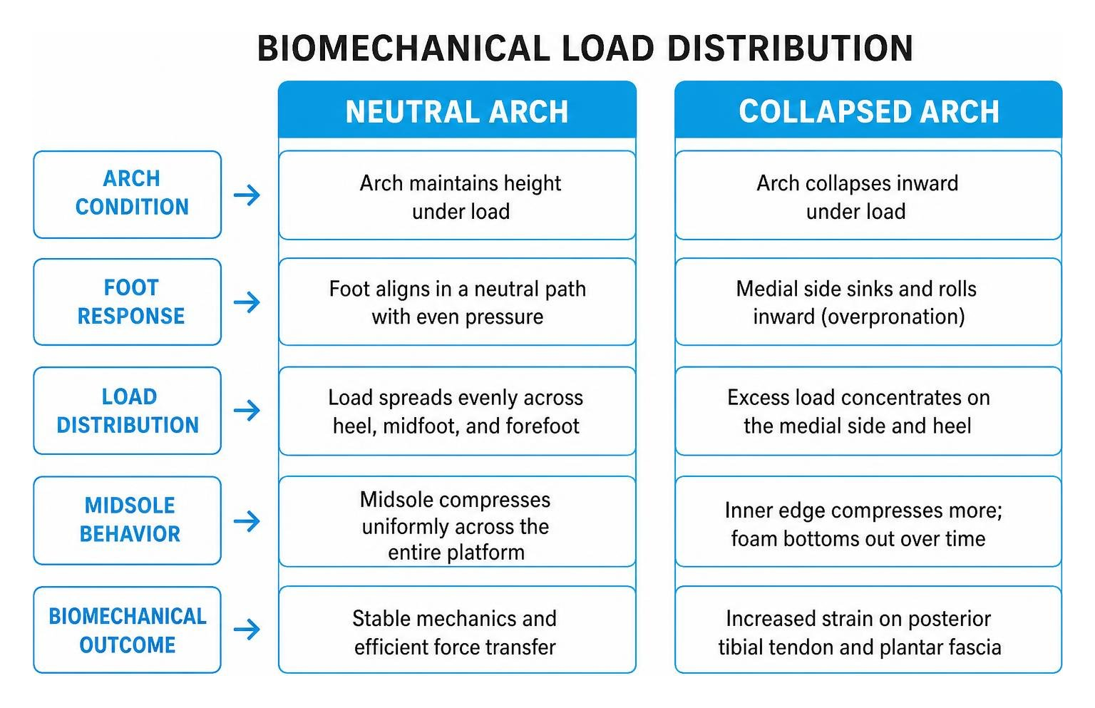 Biomechanical load distribution across neutral and collapsed arches Biomechanical load distribution across neutral and collapsed arches