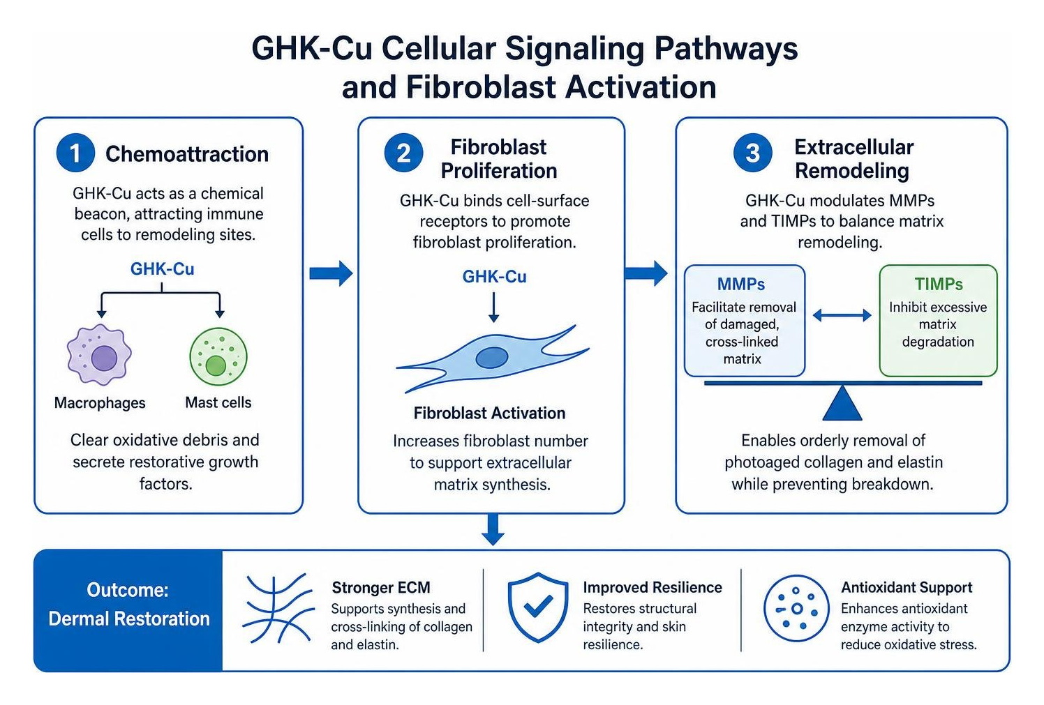 diagram of GHK-Cu cellular signaling pathways and fibroblast activation