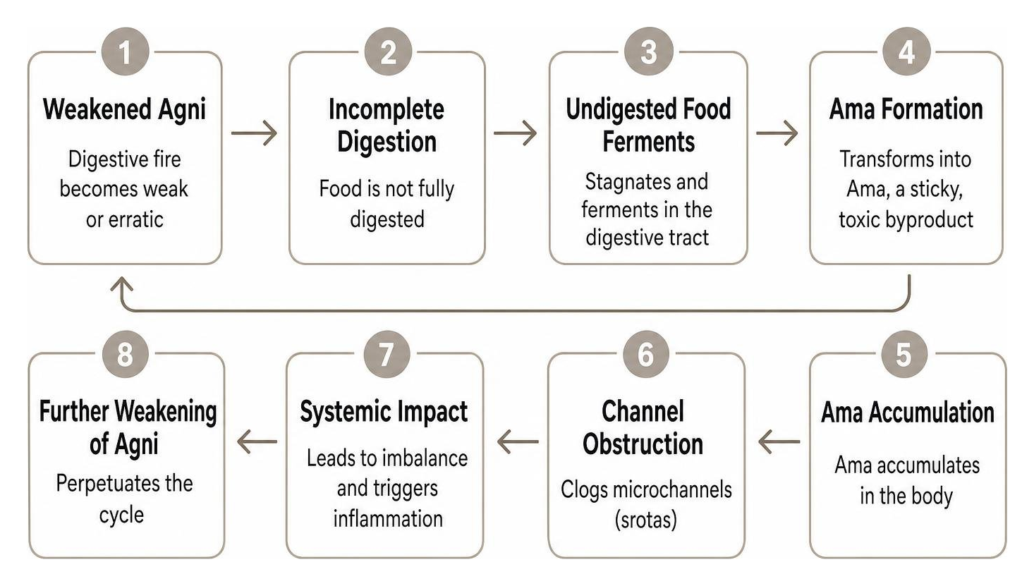 Ayurvedic pathogenesis cycle from weakened Agni to Ama accumulation Ayurvedic pathogenesis cycle from weakened Agni to Ama accumulation