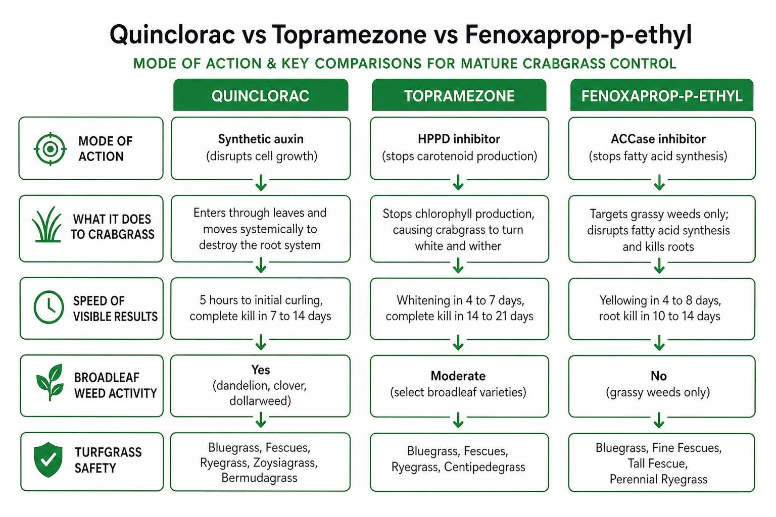 Comparison diagram of quinclorac topramezone and fenoxaprop action