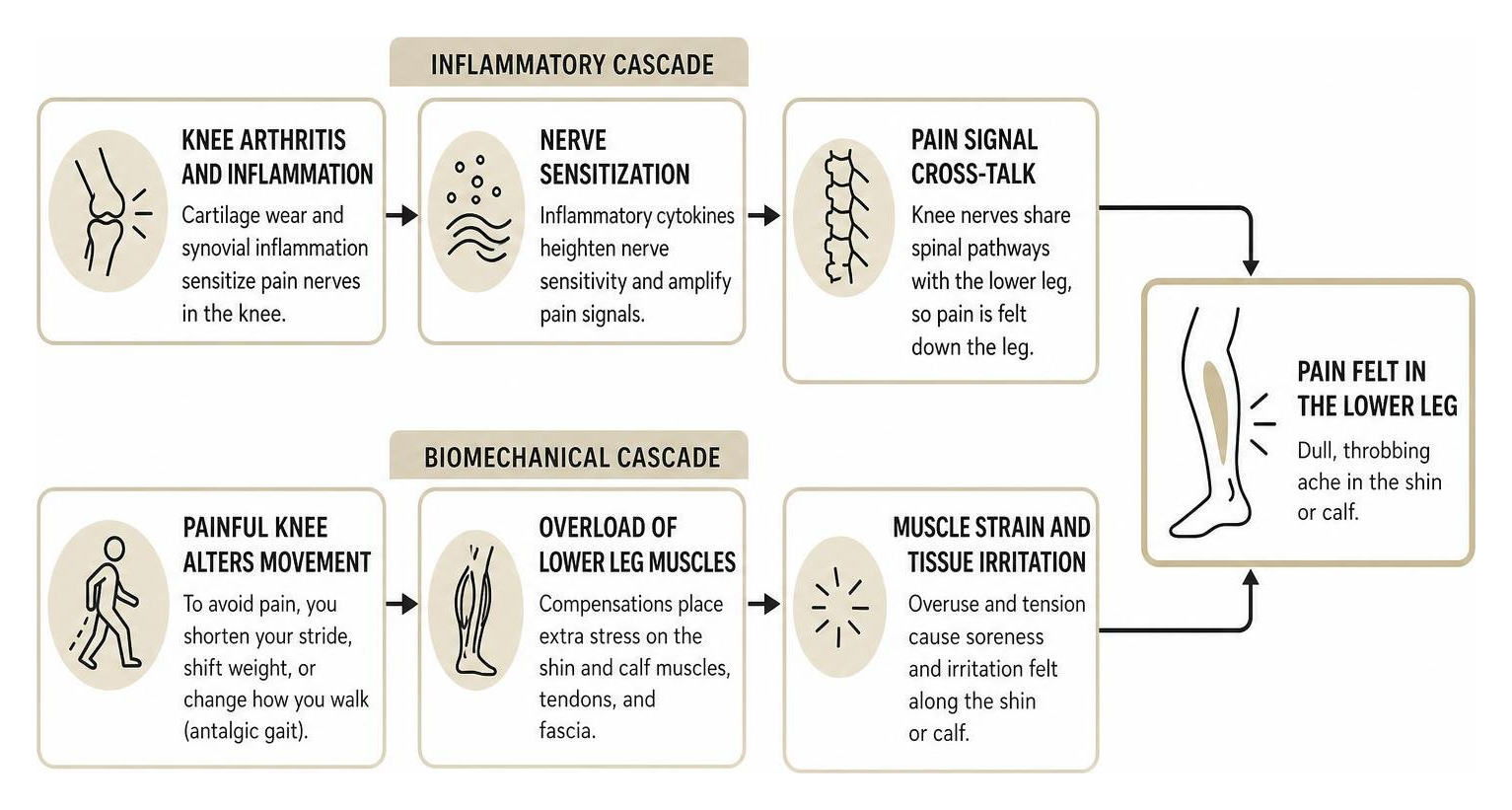 Inflammatory and biomechanical cascade leading to lower leg pain