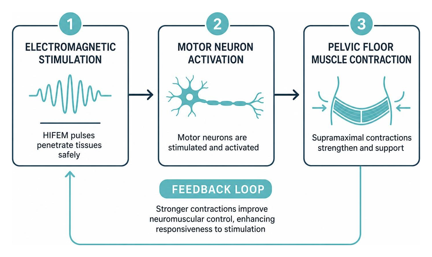 Diagram showing the feedback loop between electromagnetic stimulation, motor neuron activation, and pelvic floor muscle