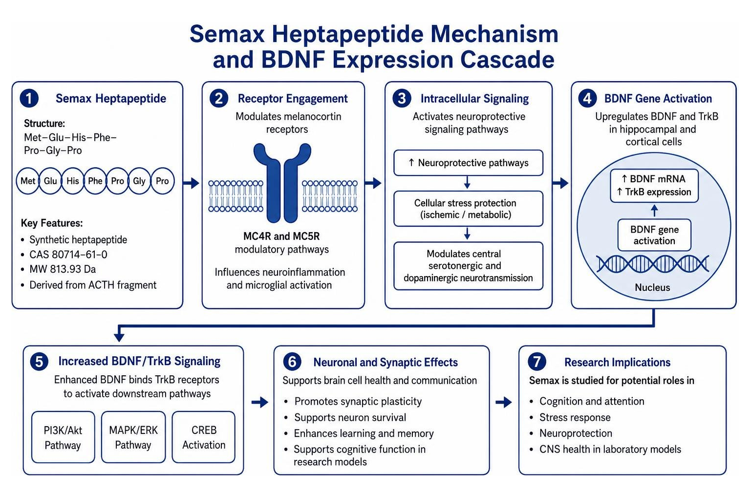 Semax heptapeptide mechanism and BDNF expression cascade