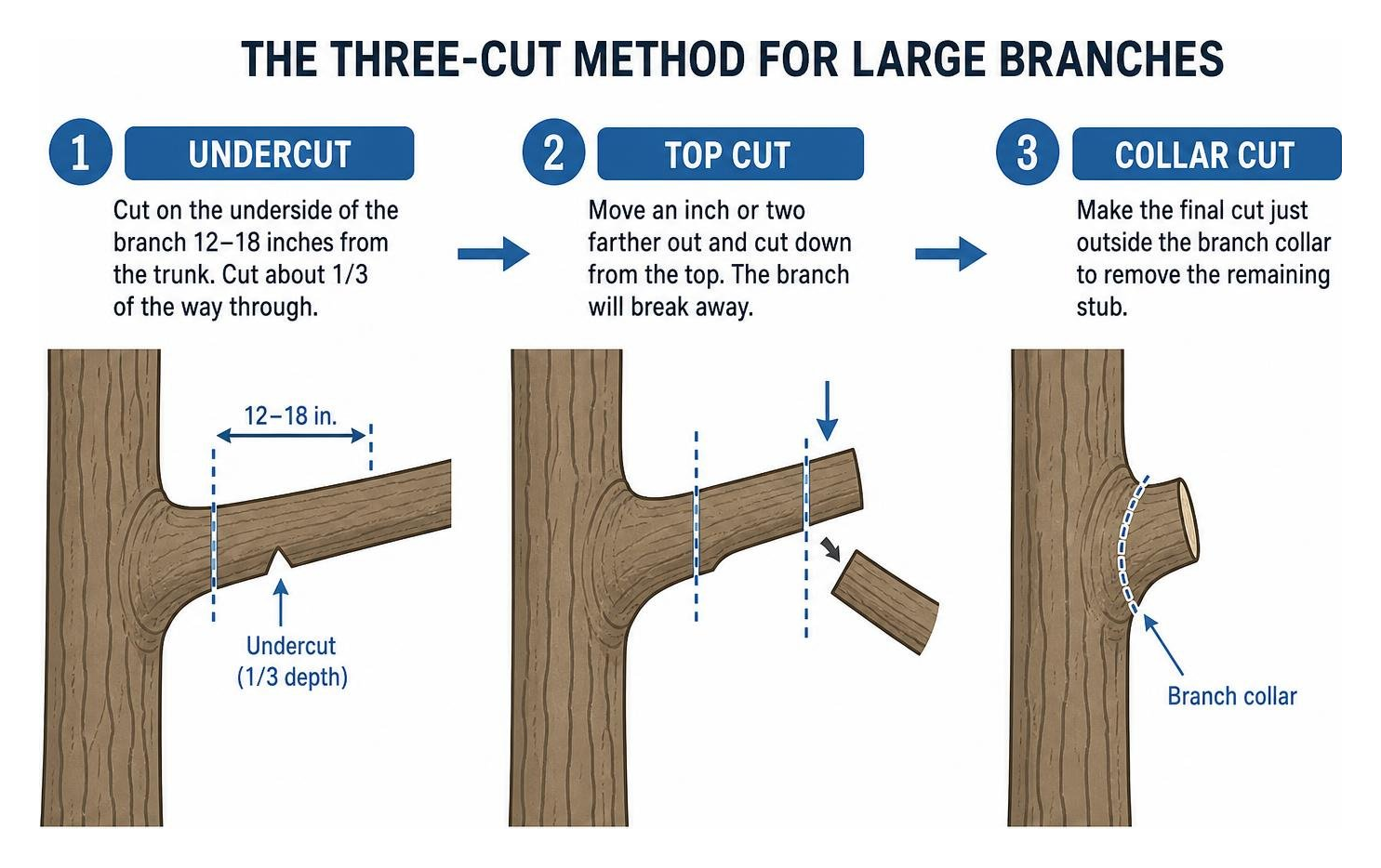 diagram of the three-cut pruning method showing undercut, top cut, and final collar cut diagram of the three-cut pruning method showing undercut, top cut, and final collar cut