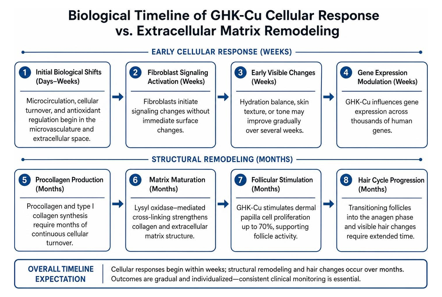 Biological timeline of GHK-Cu cellular response versus extracellular matrix remodeling
