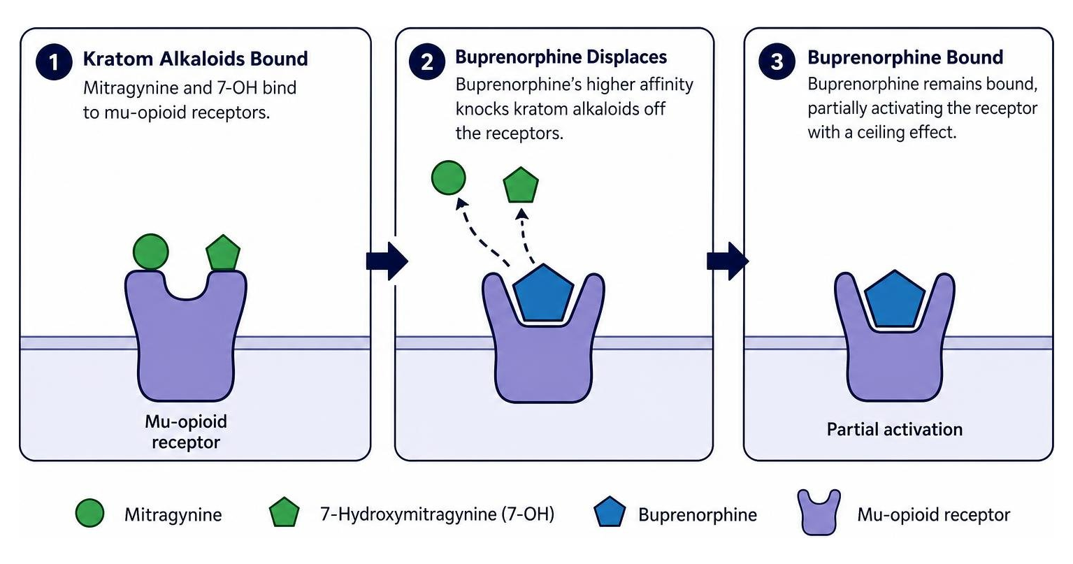 Diagram showing buprenorphine displacing kratom alkaloids from mu-opioid receptors Diagram showing buprenorphine displacing kratom alkaloids from mu-opioid receptors