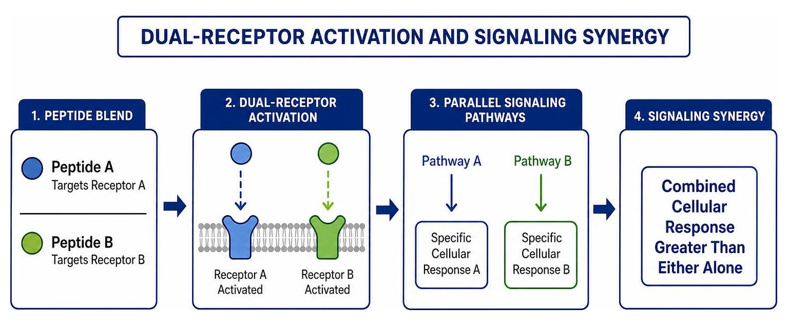 Diagram showing dual-receptor activation and signaling synergy