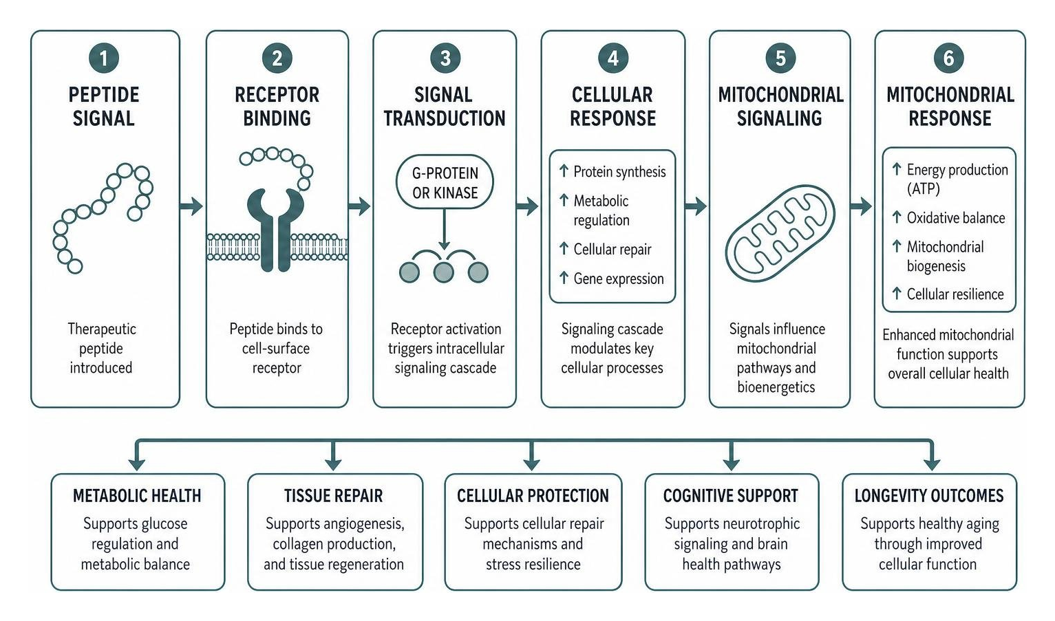 Diagram of cellular signaling pathways from peptides to mitochondrial response