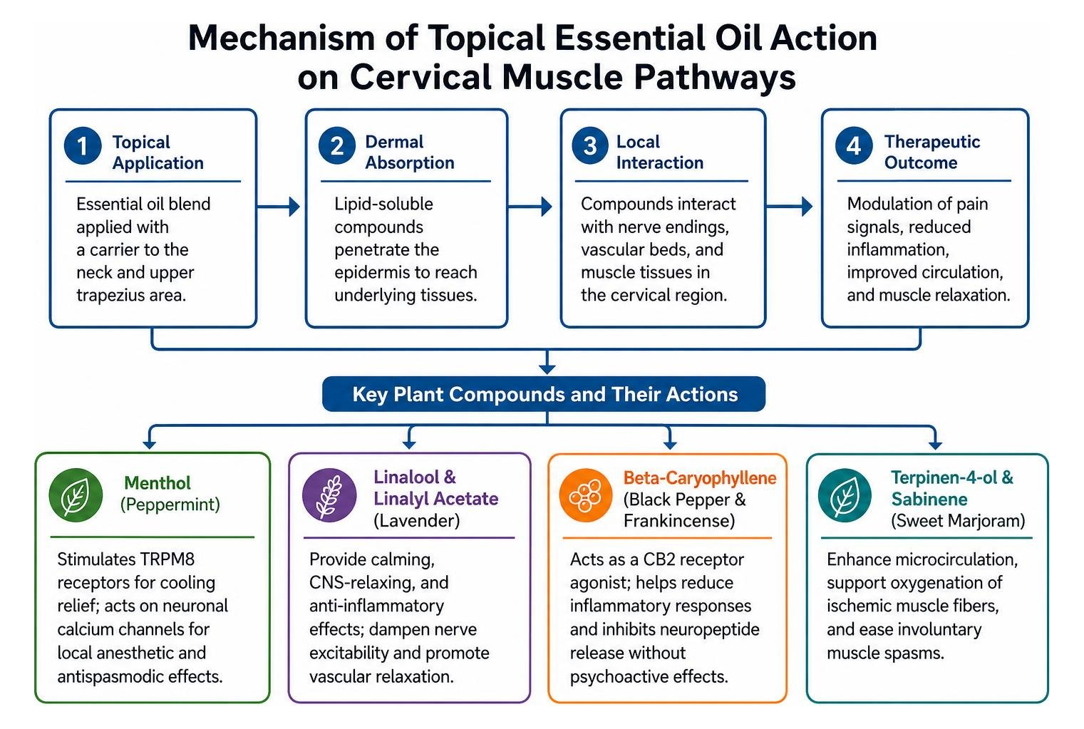 Mechanism of topical essential oil action on cervical muscle pathways Mechanism of topical essential oil action on cervical muscle pathways