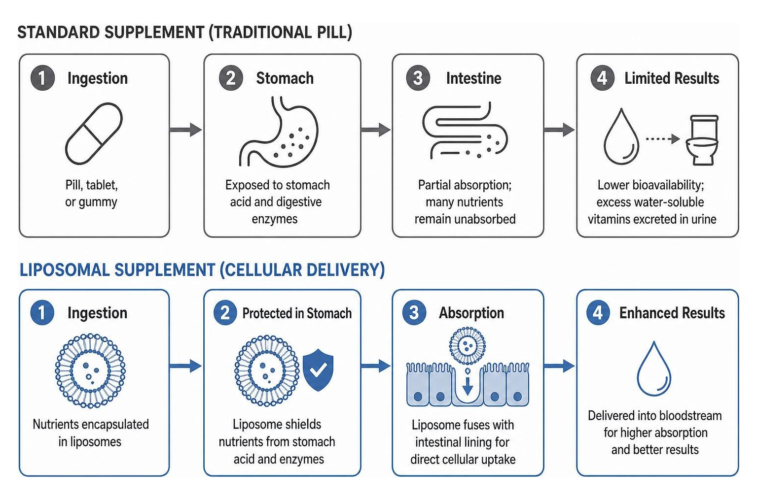 Diagram comparing standard supplement digestion vs liposomal cellular delivery Diagram comparing standard supplement digestion vs liposomal cellular delivery
