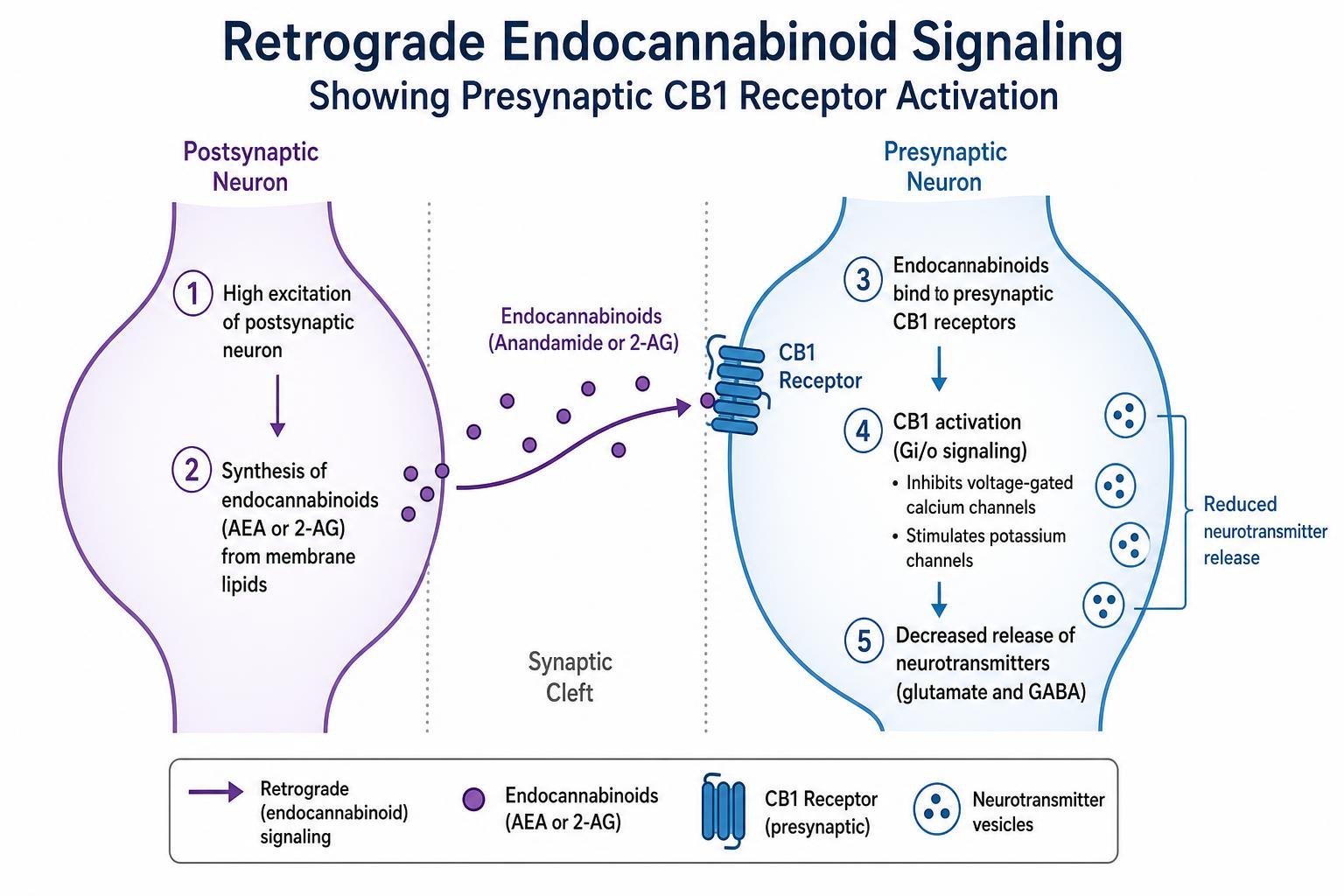Diagram of retrograde endocannabinoid signaling showing presynaptic CB1 receptor activation Diagram of retrograde endocannabinoid signaling showing presynaptic CB1 receptor activation