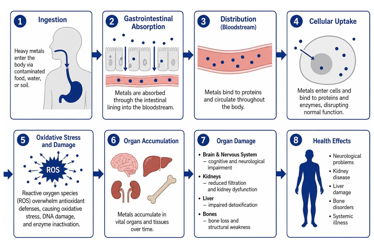 Pathway of heavy metal ingestion through cellular absorption and organ damage