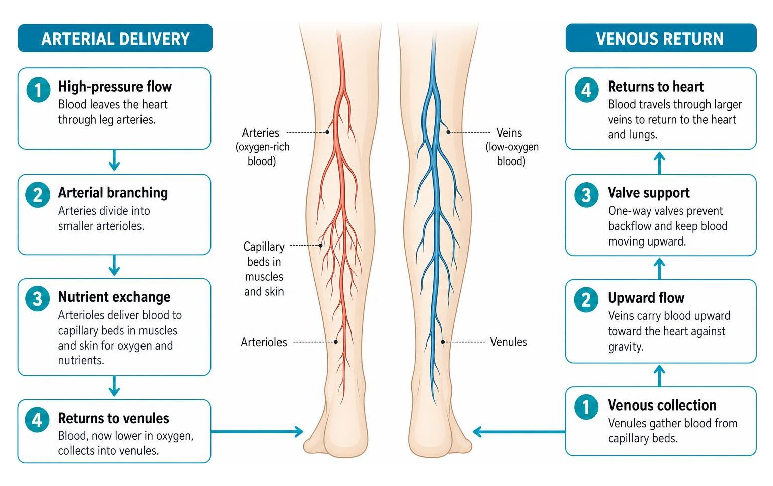 Process of arterial delivery and venous return in lower legs