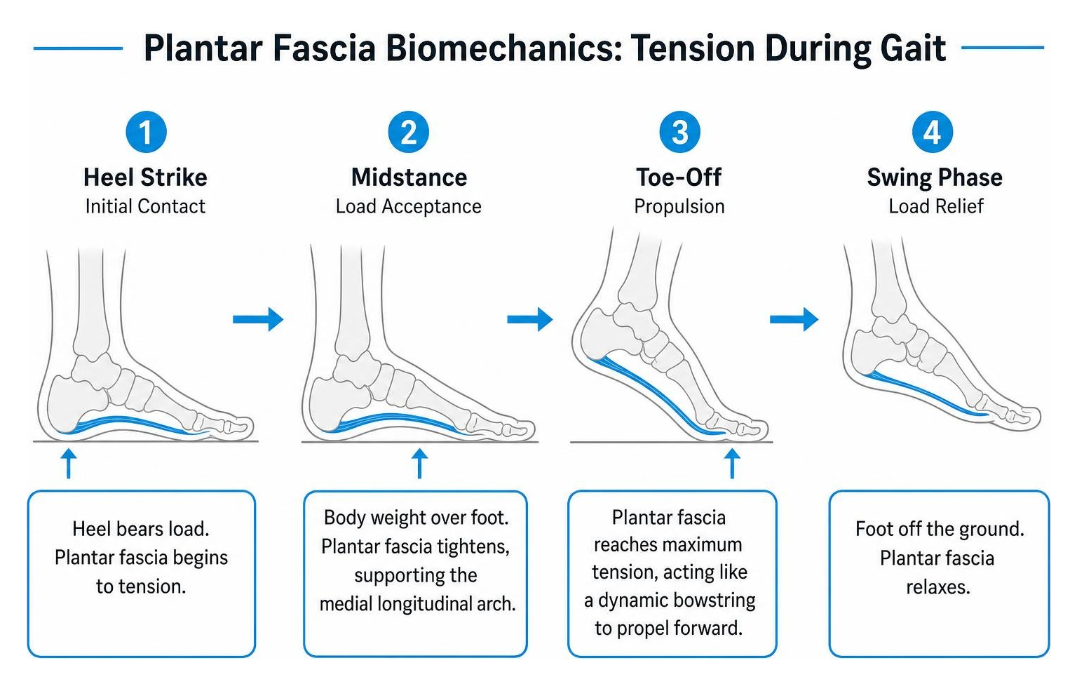 Plantar fascia biomechanics showing tension during gait Plantar fascia biomechanics showing tension during gait