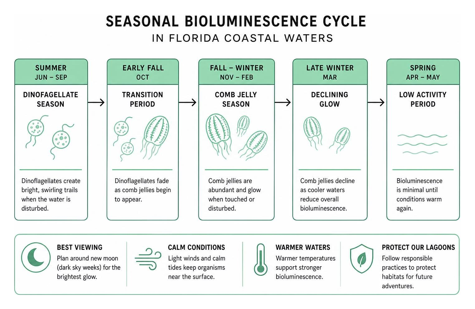 Diagram of the seasonal bioluminescence cycle in Florida coastal waters Diagram of the seasonal bioluminescence cycle in Florida coastal waters
