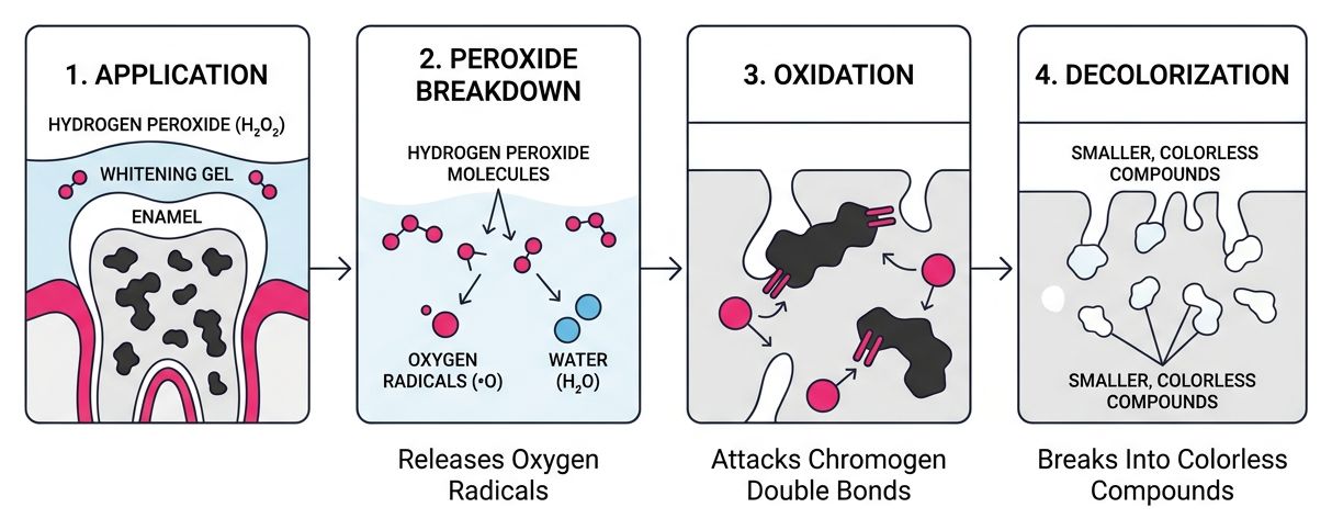 Step-by-step oxidation process breaking stain molecules into smaller colorless compounds
