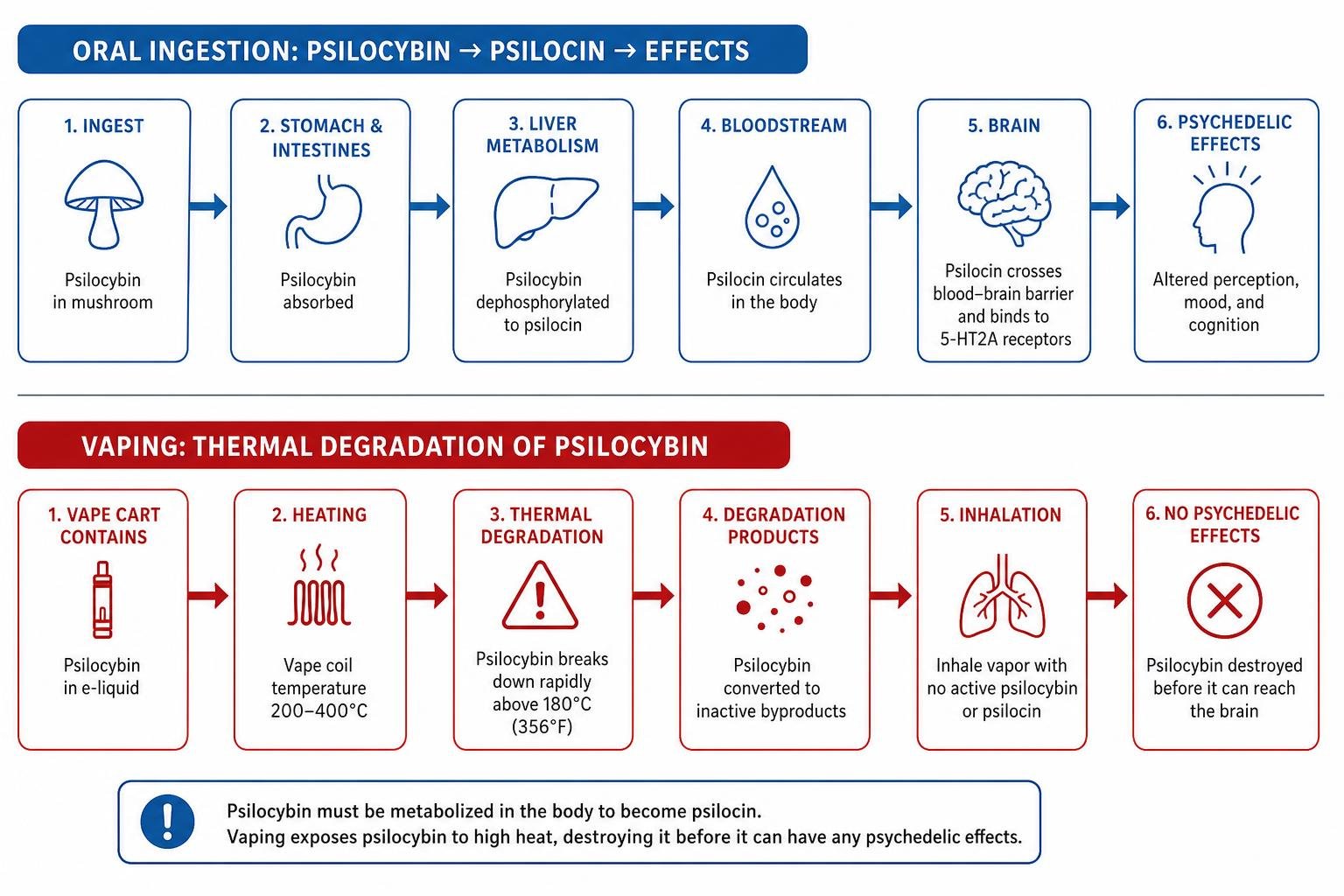 Diagram showing the metabolic pathway of psilocybin ingestion vs the thermal degradation of vaping Diagram showing the metabolic pathway of psilocybin ingestion vs the thermal degradation of vaping