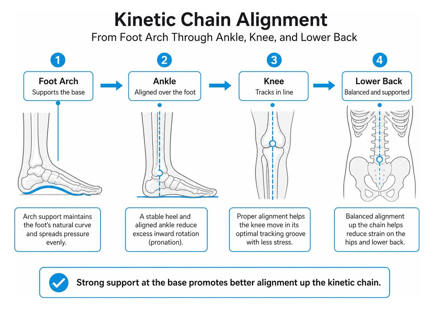 Kinetic chain alignment from foot arch through ankle, knee, and lower back Kinetic chain alignment from foot arch through ankle, knee, and lower back