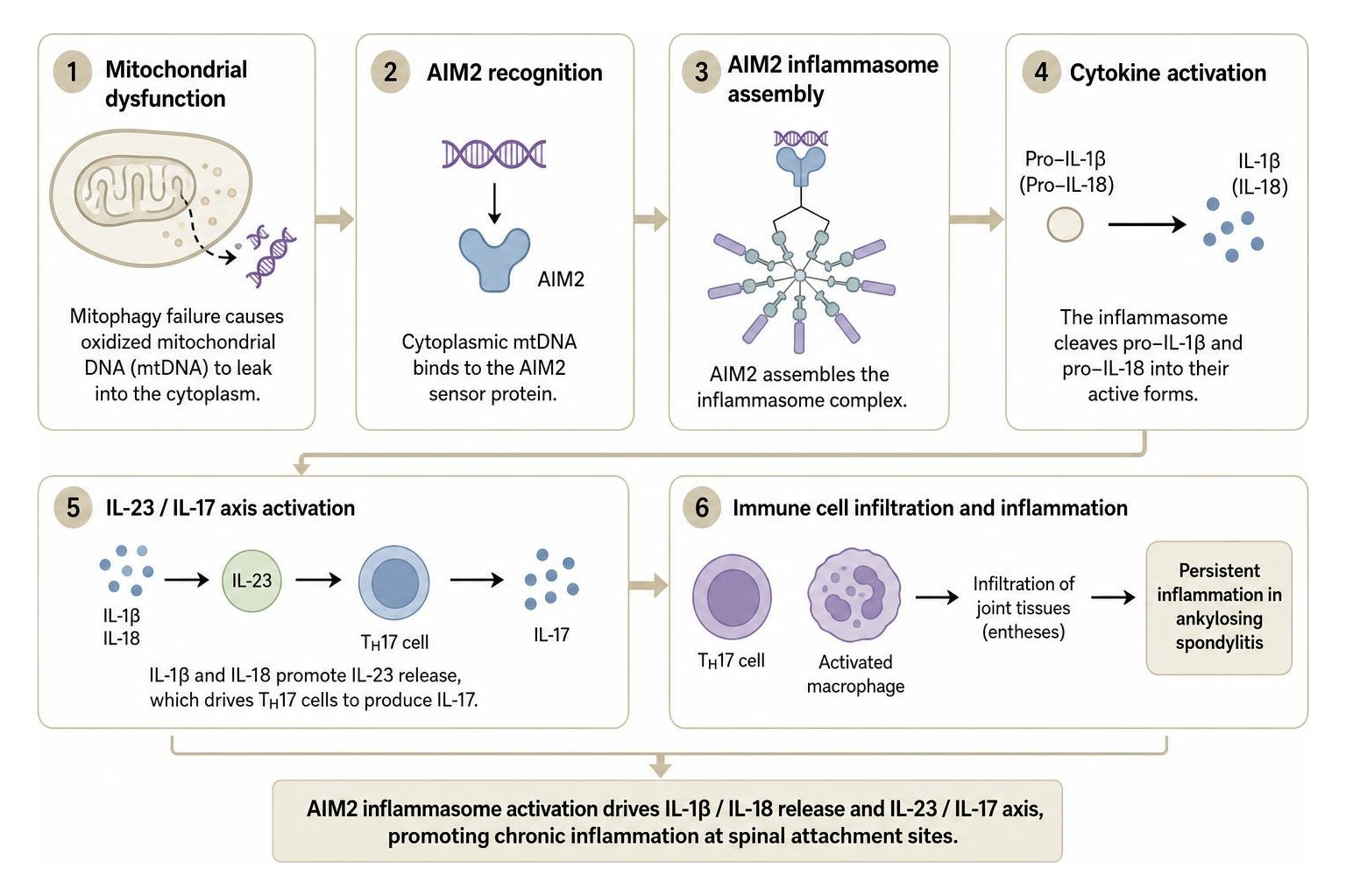 Cellular cascade of AIM2 inflammasome and IL-17 activation