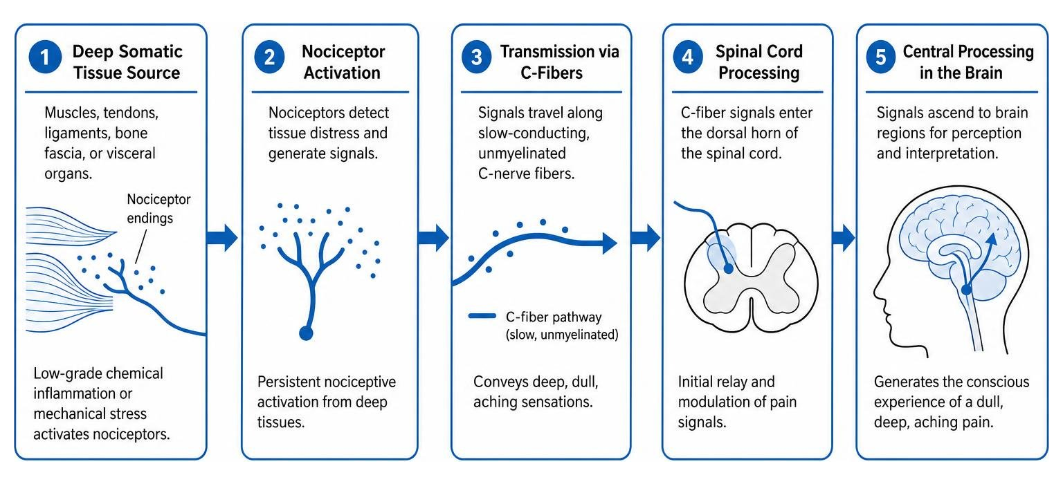 Pain signaling pathway from deep somatic tissues to central processing