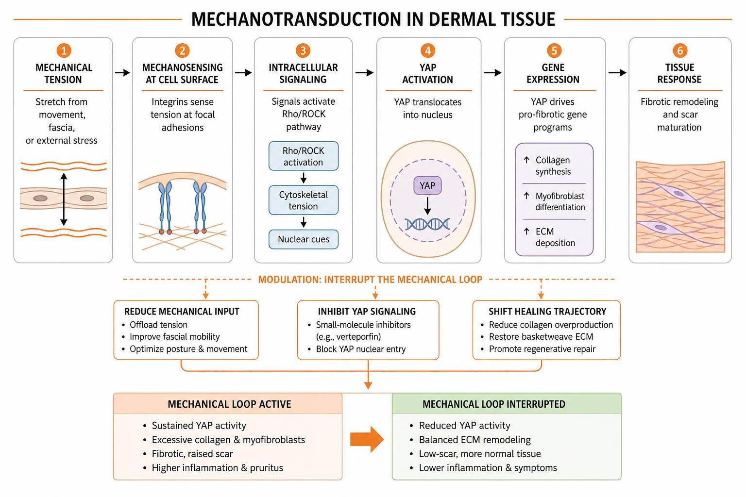 mechanotransduction in dermal tissue