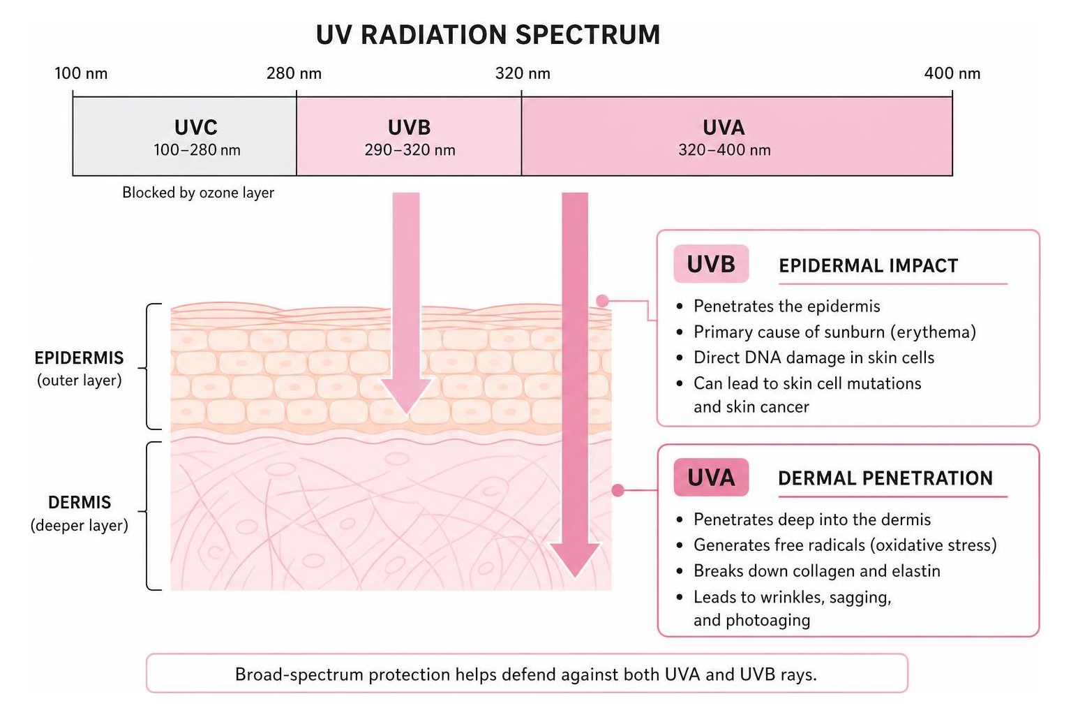 UV radiation spectrum diagram showing UVA dermal penetration vs UVB epidermal impact UV radiation spectrum diagram showing UVA dermal penetration vs UVB epidermal impact