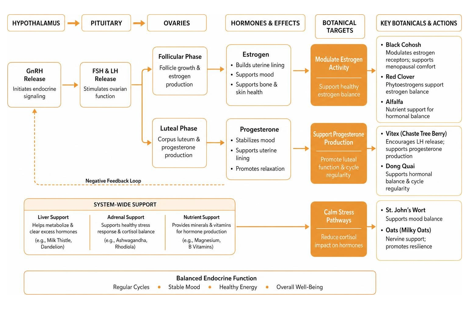 Diagram of female endocrine pathways and botanical targeted mechanisms