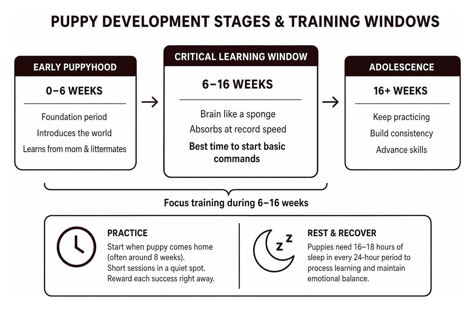 Puppy development stages and training windows Puppy development stages and training windows