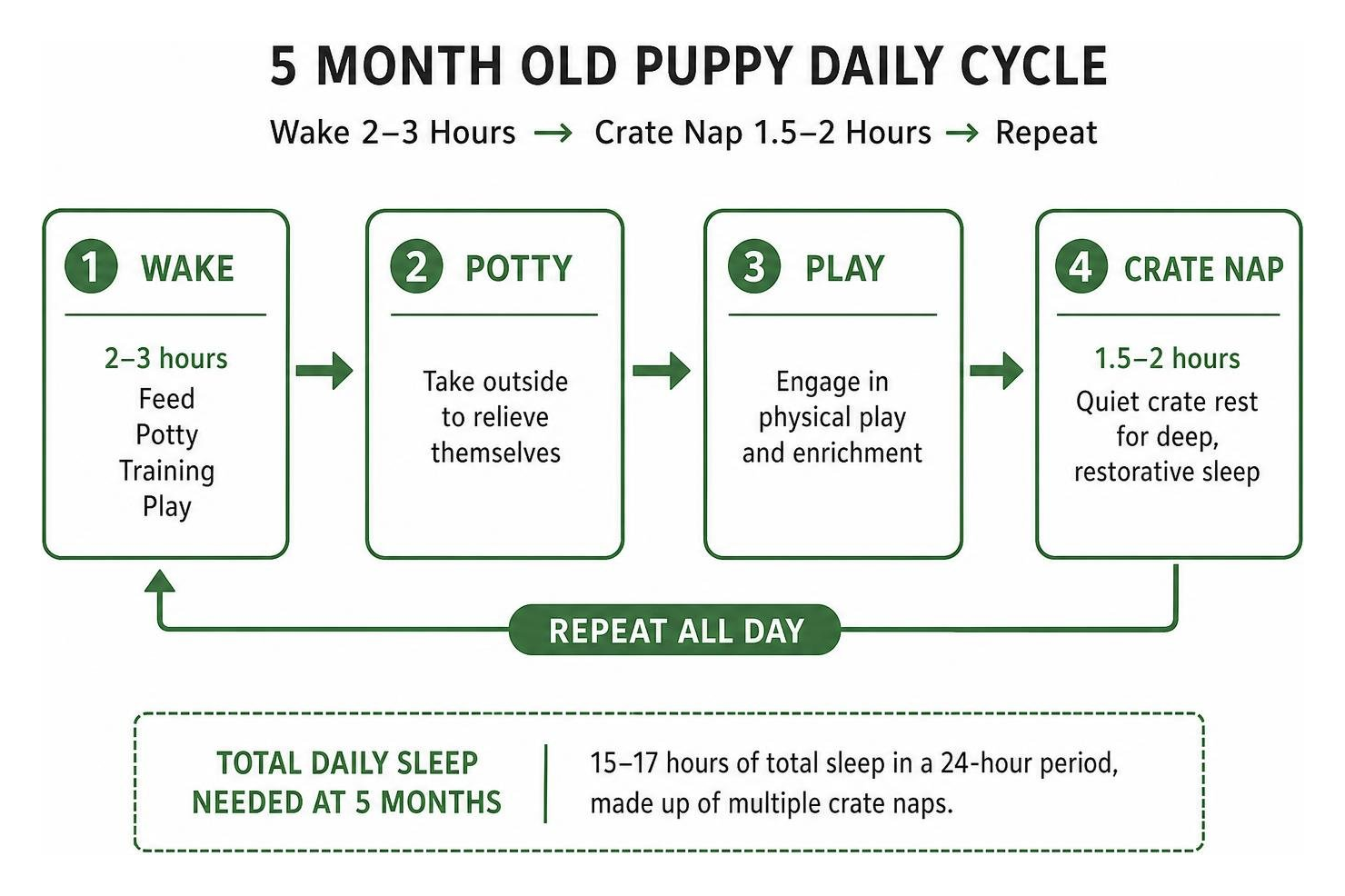 puppy daily cycle showing wake potty play and crate nap transitions puppy daily cycle showing wake potty play and crate nap transitions