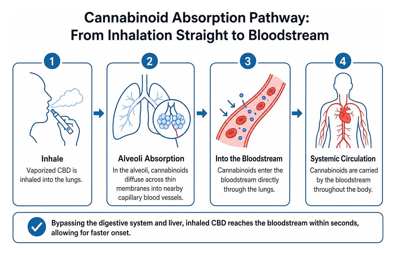 Cannabinoid absorption pathway from inhalation straight to bloodstream Cannabinoid absorption pathway from inhalation straight to bloodstream