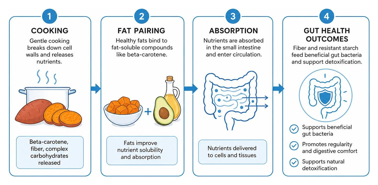 Diagram illustrating the process of cooking sweet potatoes, fat pairing, absorption, and gut health outcomes Diagram illustrating the process of cooking sweet potatoes, fat pairing, absorption, and gut health outcomes