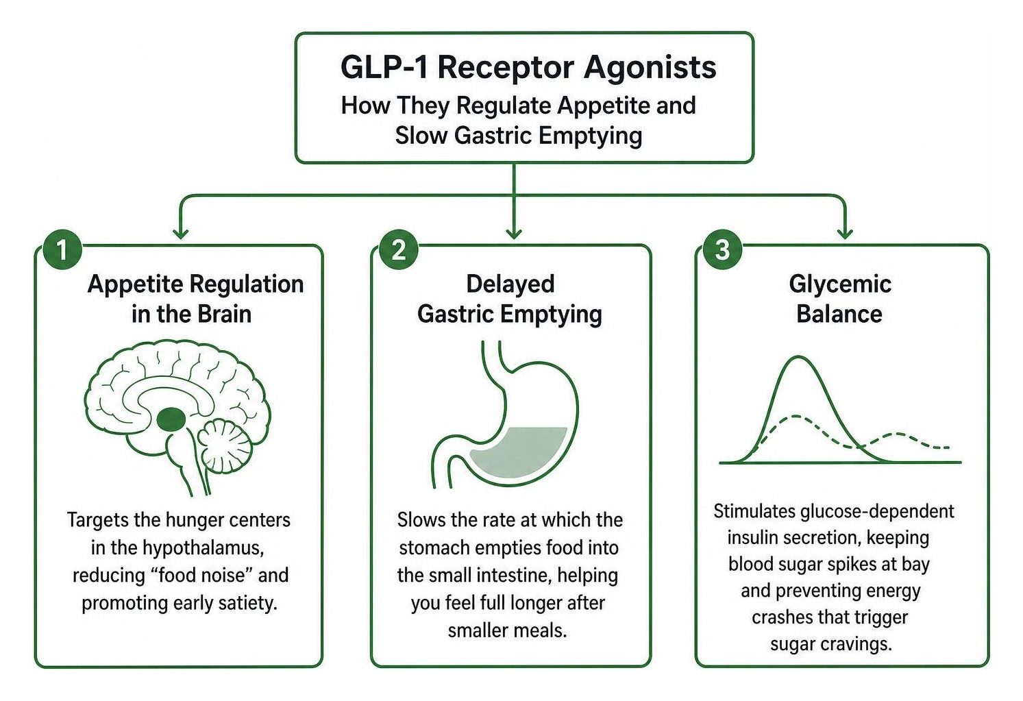 Diagram showing how GLP-1 receptor agonists regulate appetite and slow gastric emptying Diagram showing how GLP-1 receptor agonists regulate appetite and slow gastric emptying