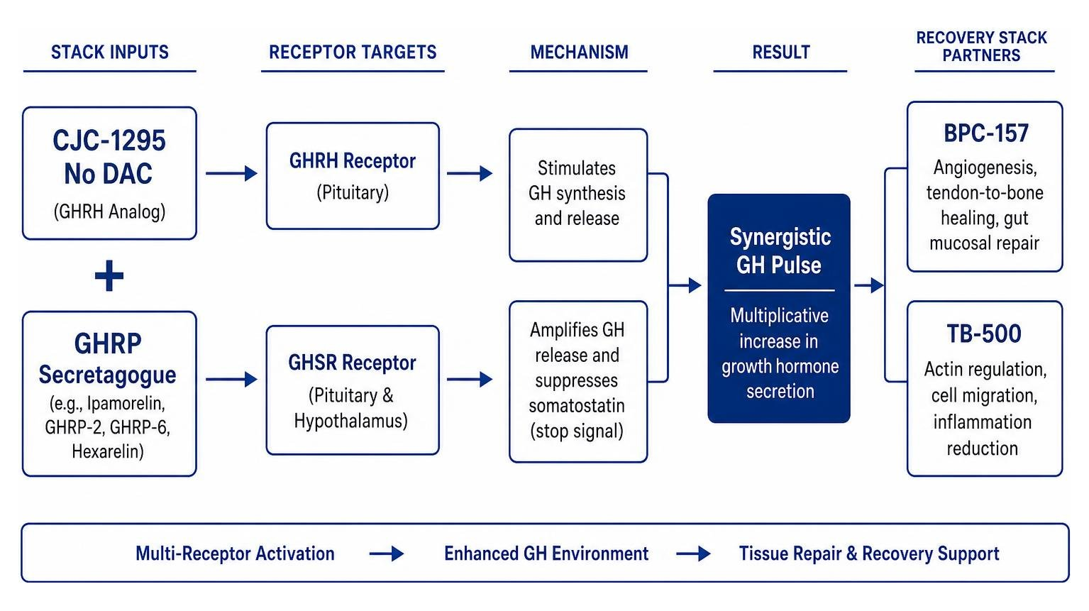 Multi-peptide stack pathway diagram linking CJC No DAC with recovery peptides like BPC-157 and TB-500 Multi-peptide stack pathway diagram linking CJC No DAC with recovery peptides like BPC-157 and TB-500