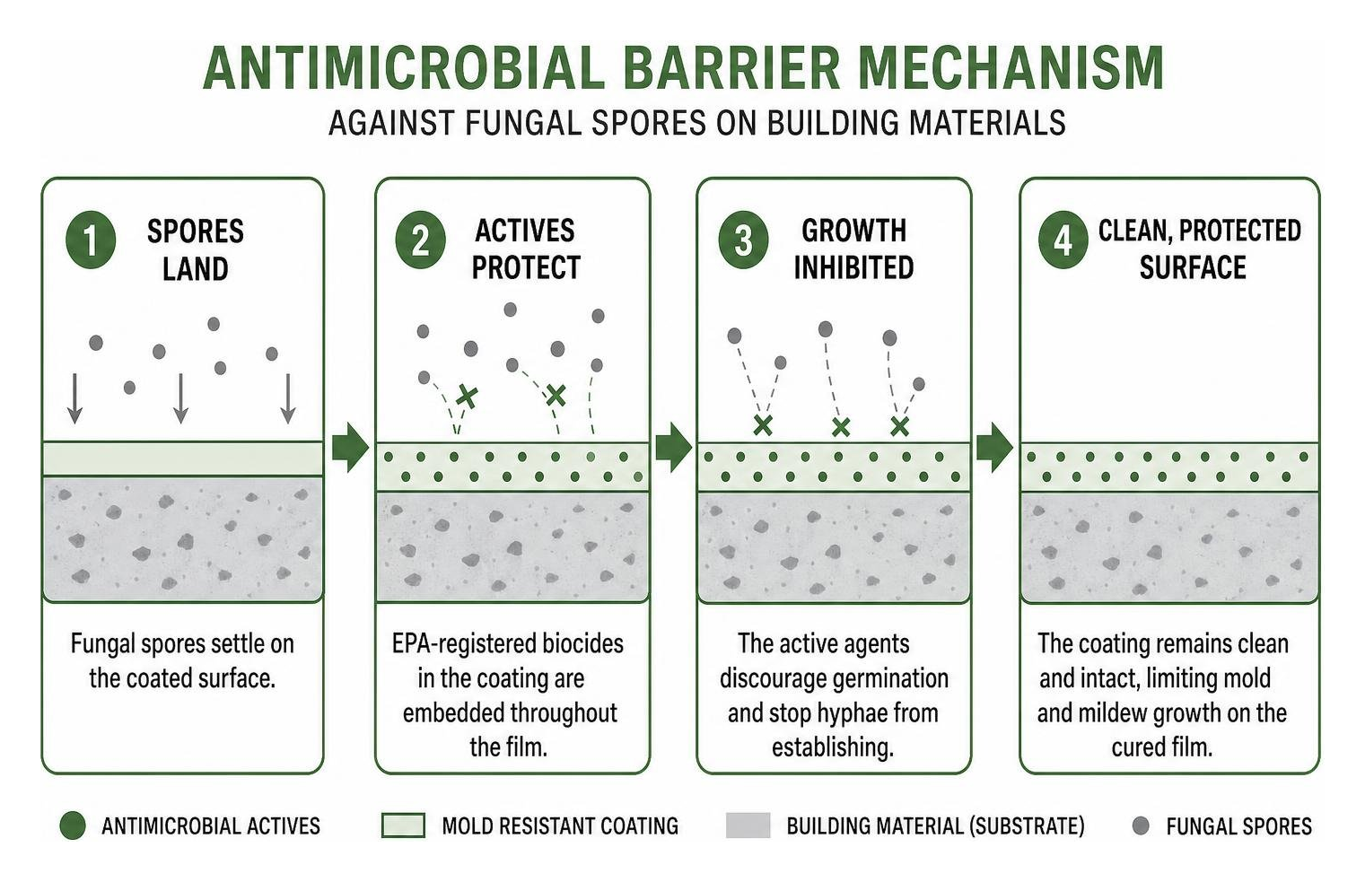 Antimicrobial barrier mechanism against fungal spores on building materials Antimicrobial barrier mechanism against fungal spores on building materials