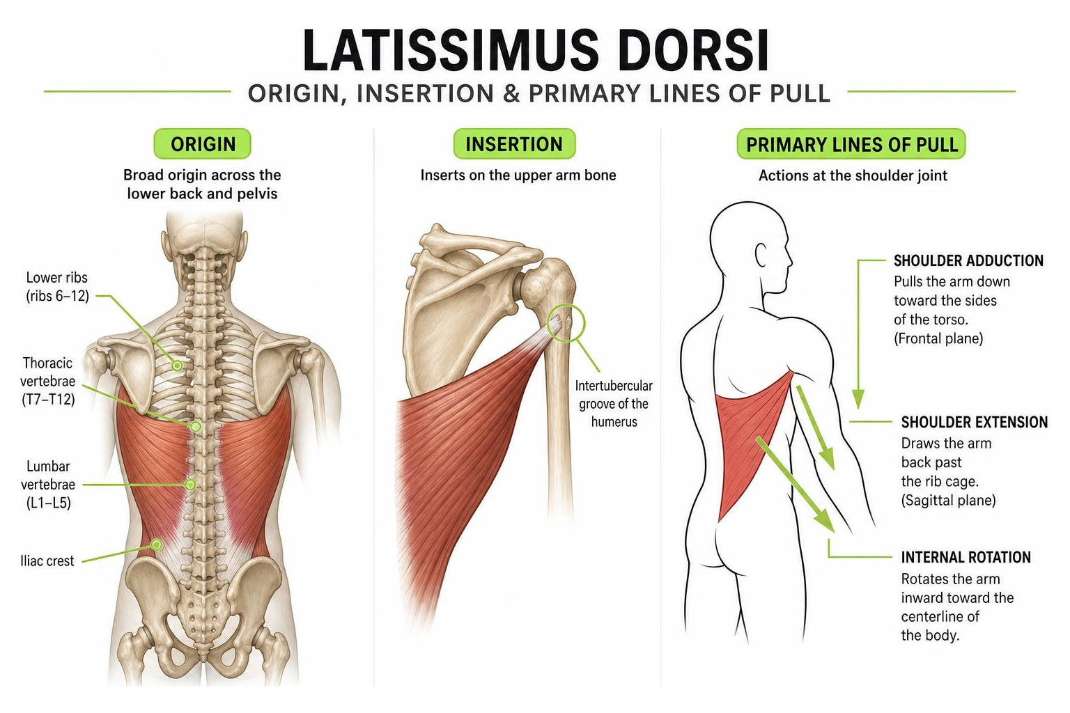 Diagram showing latissimus dorsi origin insertion and primary lines of pull Diagram showing latissimus dorsi origin insertion and primary lines of pull