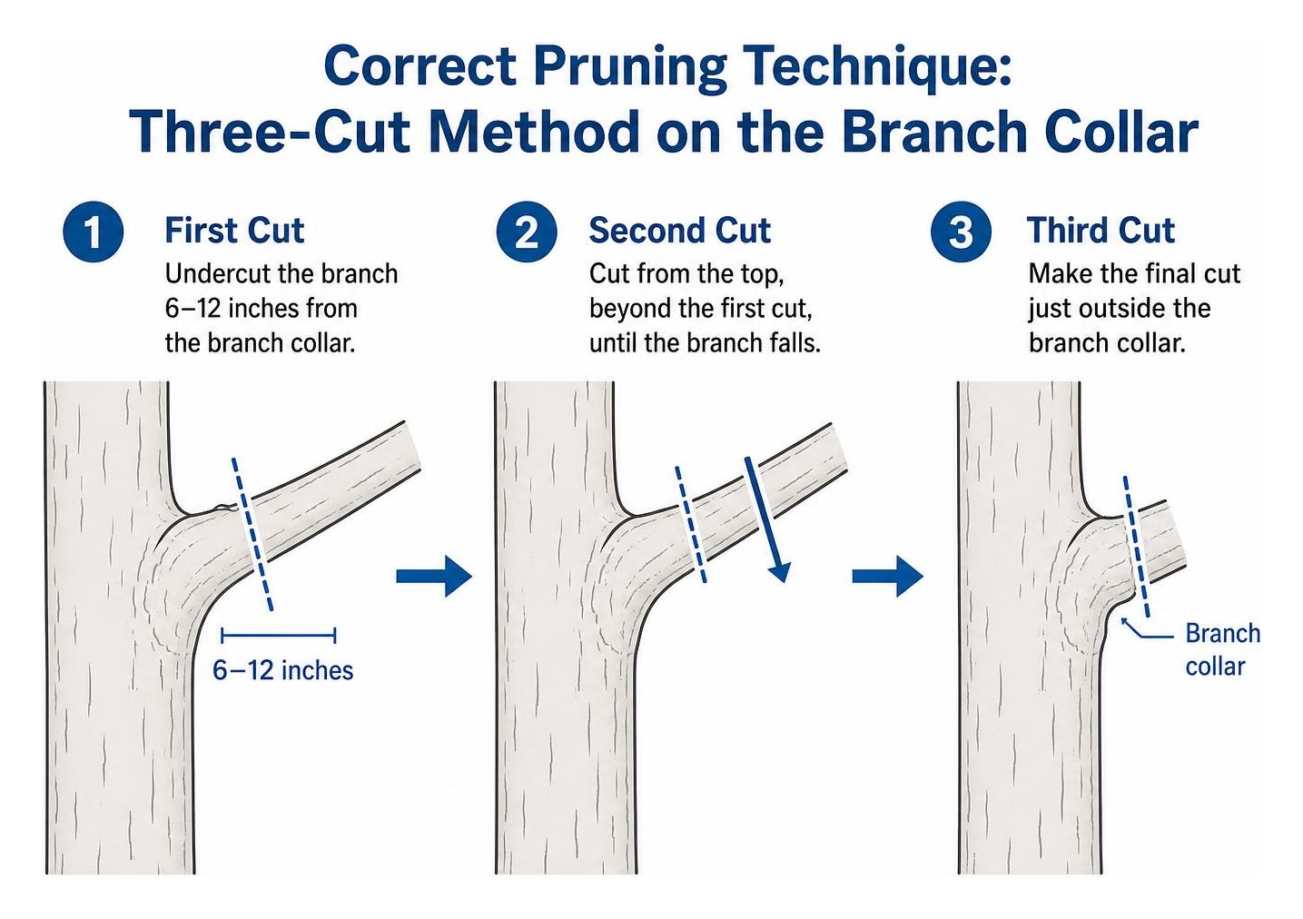 correct pruning technique using three cut method on branch collar correct pruning technique using three cut method on branch collar