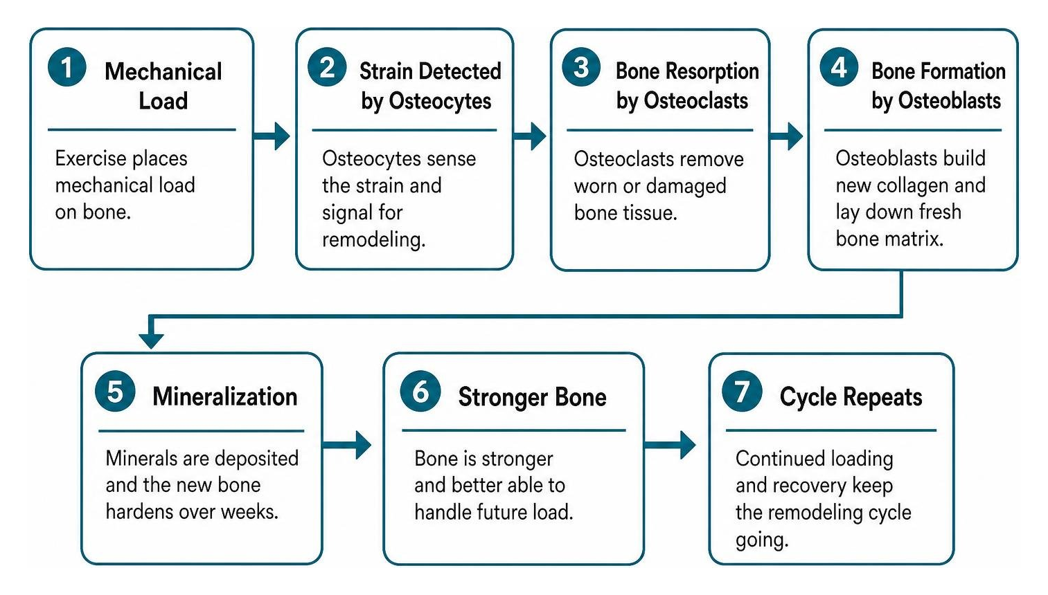 bone remodeling cycle from mechanical load to cellular repair bone remodeling cycle from mechanical load to cellular repair