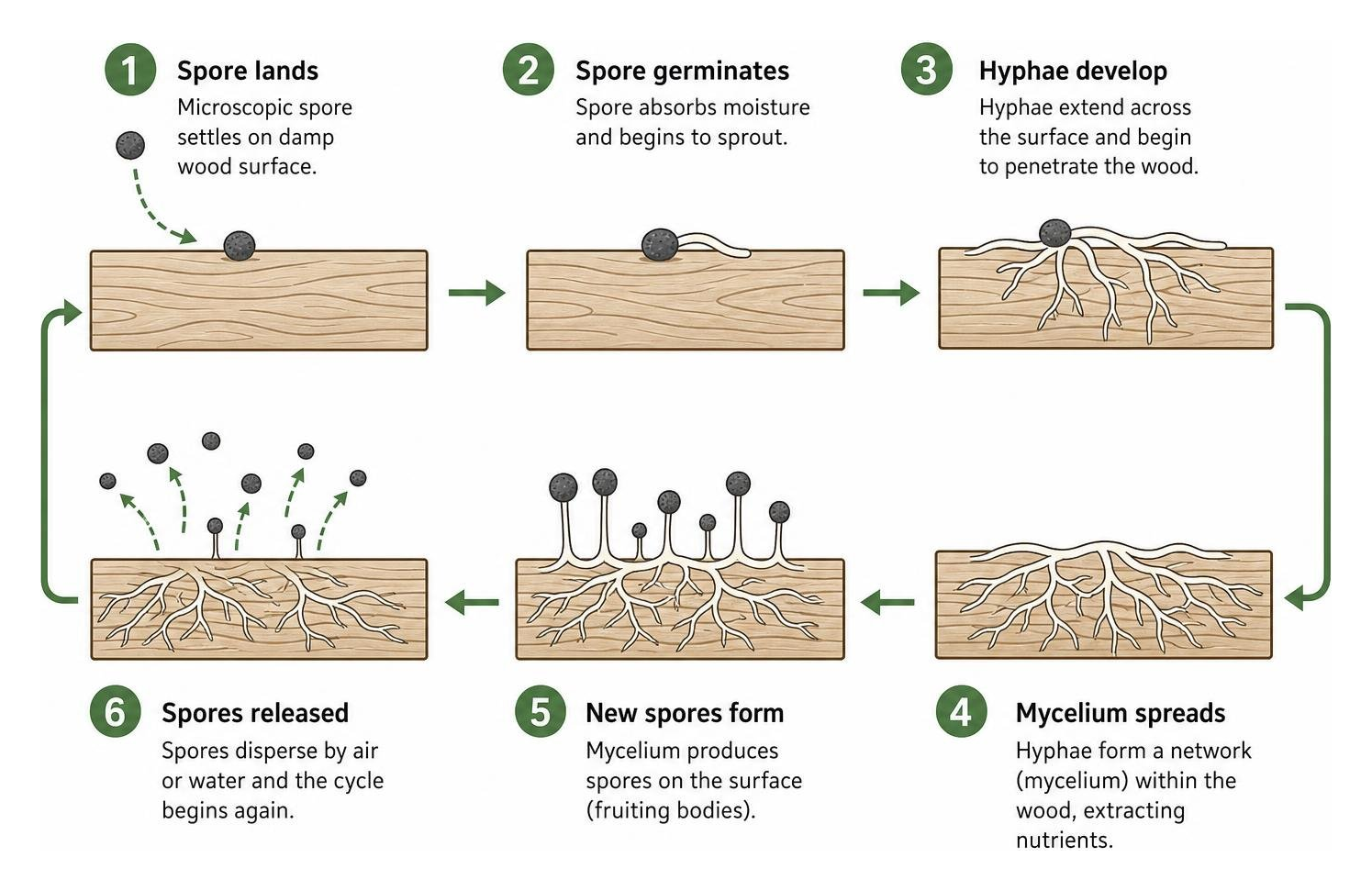 spore germination cycle on damp wood spore germination cycle on damp wood