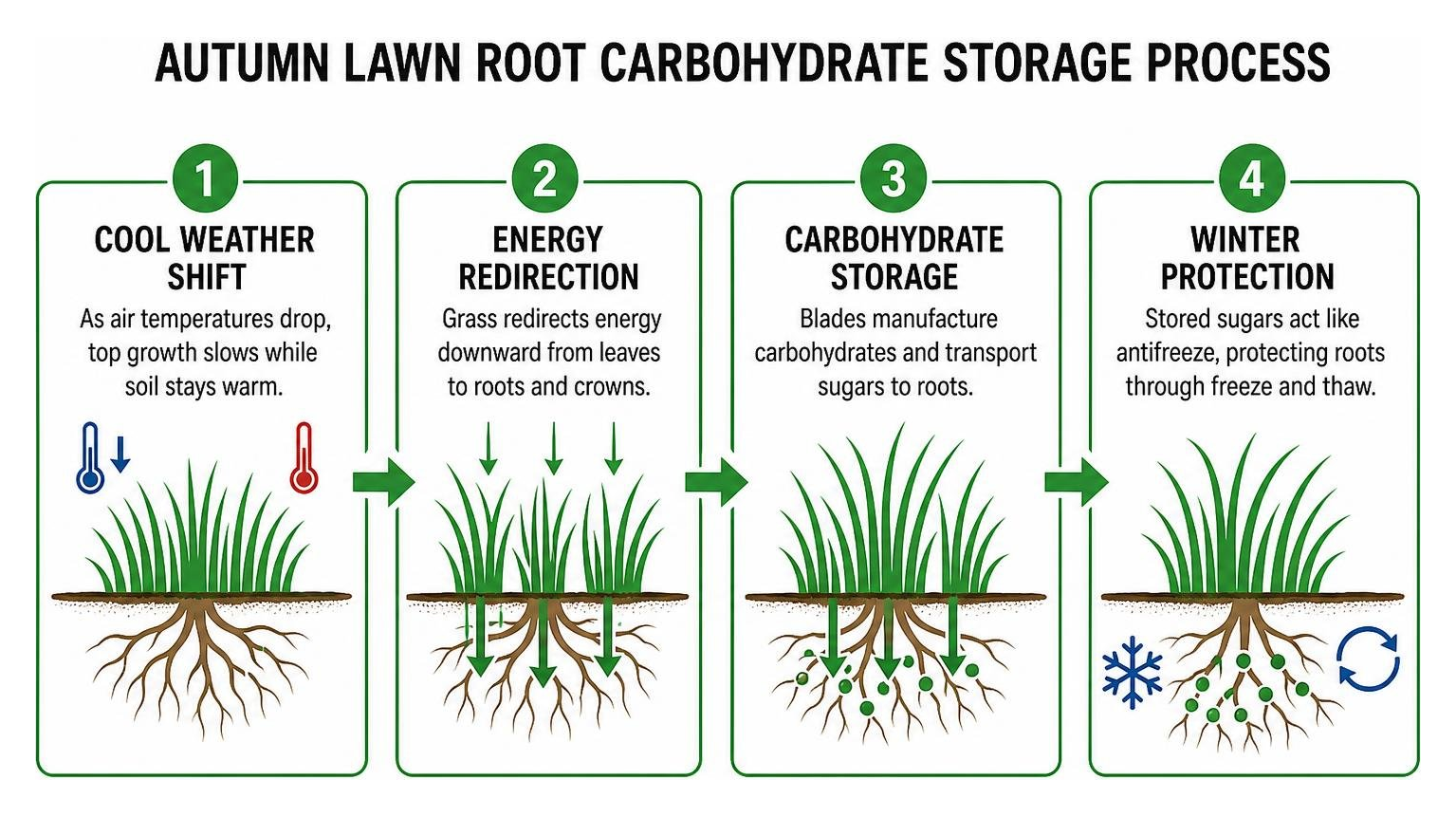 autumn lawn root carbohydrate storage process autumn lawn root carbohydrate storage process