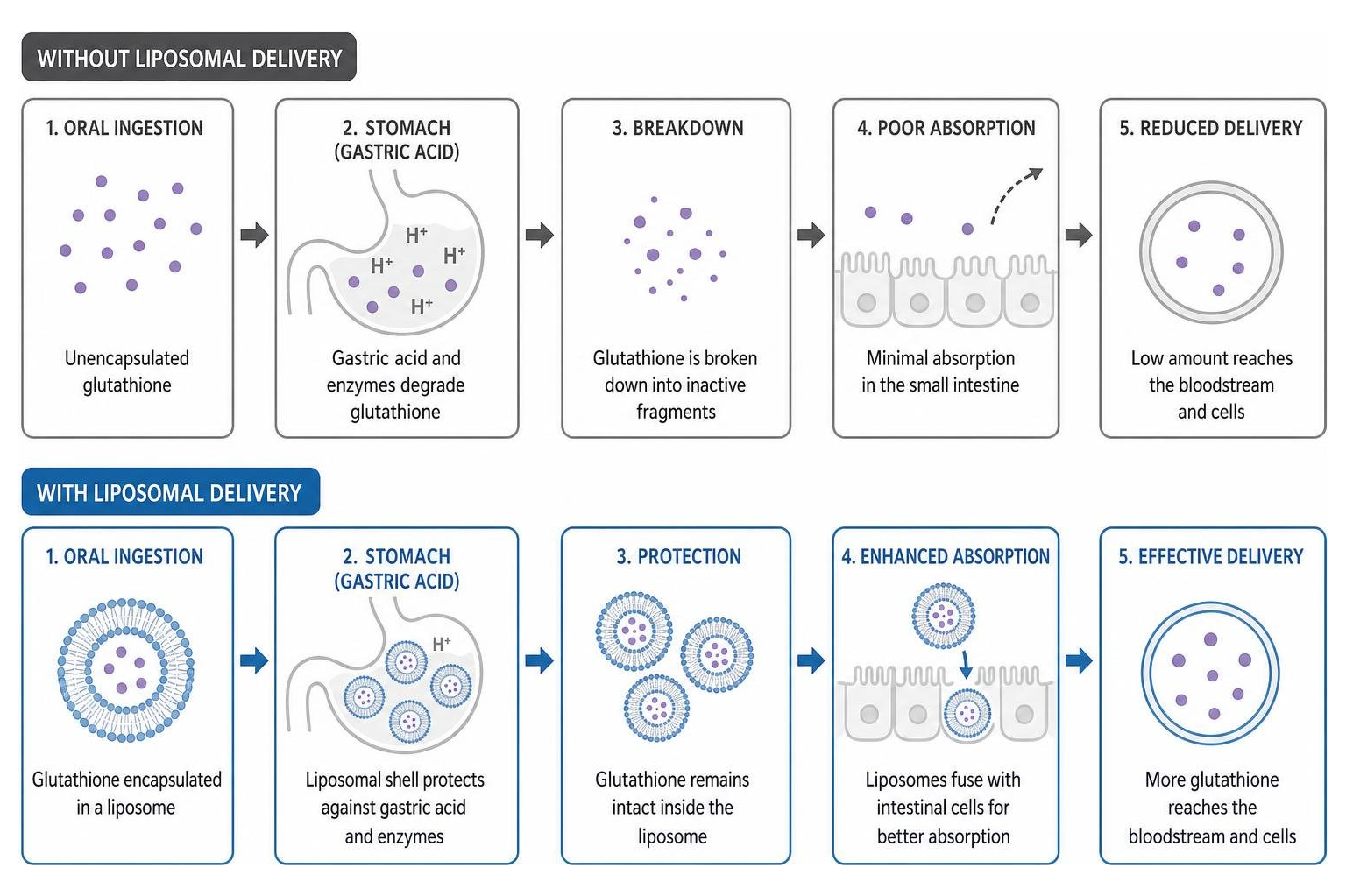 Diagram showing protection of nutrients through gastric acid via liposomal delivery Diagram showing protection of nutrients through gastric acid via liposomal delivery