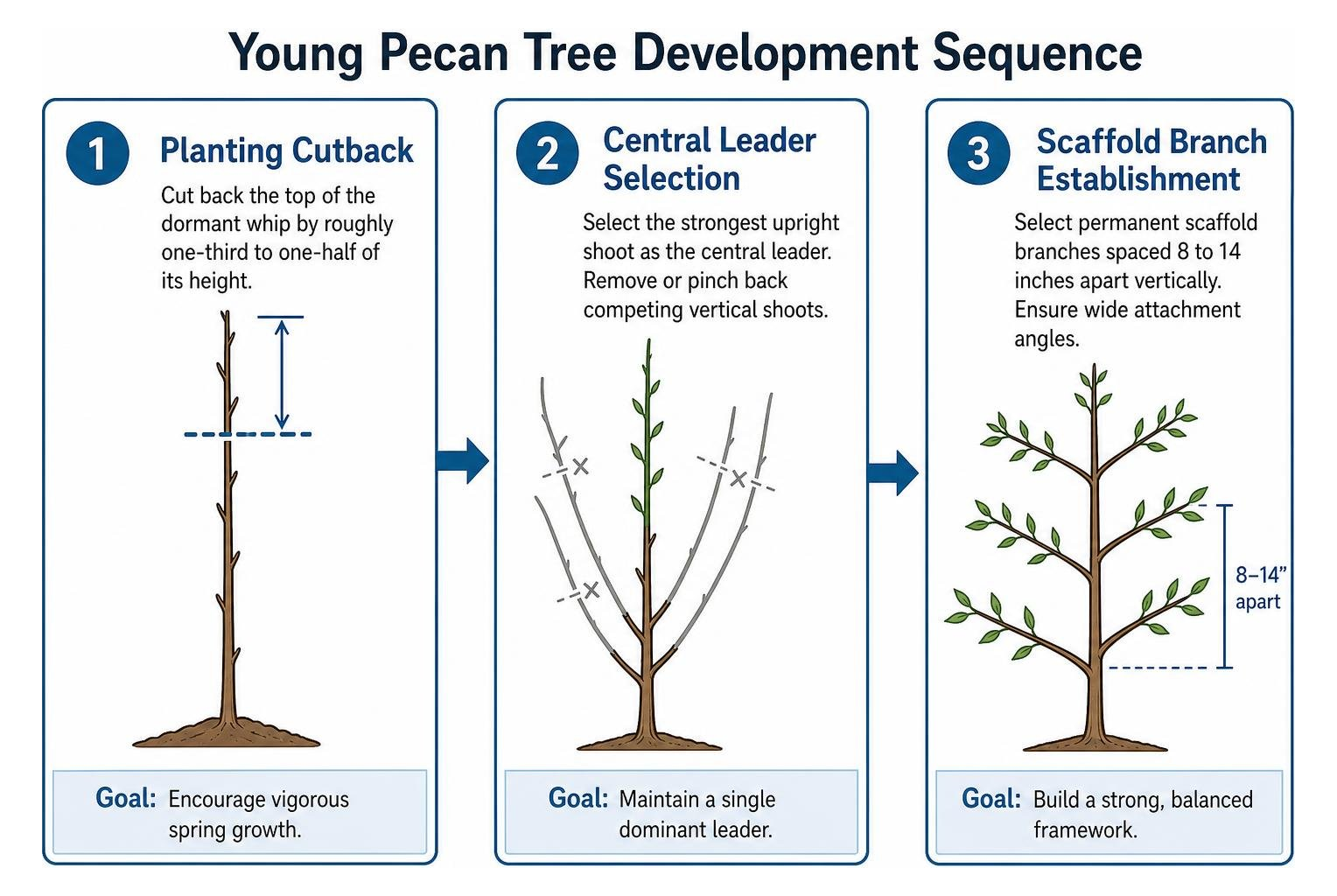 Young pecan tree development sequence: planting cutback, central leader selection, scaffold branch establishment