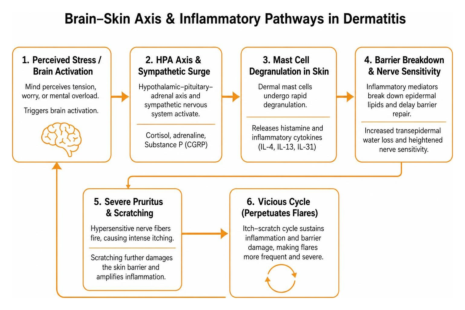 Brain-skin axis and inflammatory pathways in dermatitis